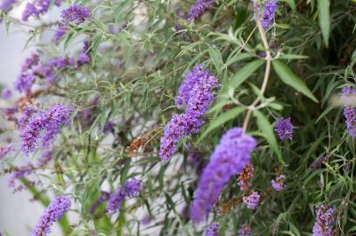 Togliere i fiori del lillà estivo