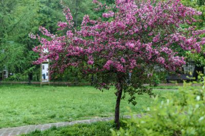 Le più belle varietà di lillà estivi resistenti