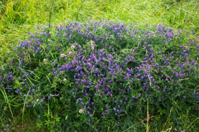 La corretta cura della lobelia perenne