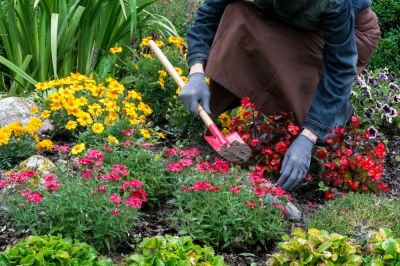 Le piante perenni in tarda estate - Bellezze in fiore