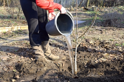 L'agrifoglio (Ilex) in un ritratto vegetale