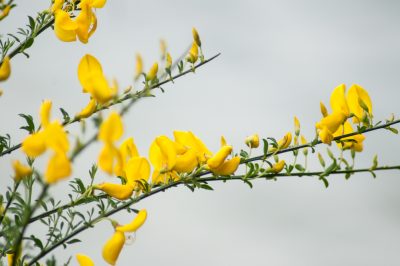 Quando fiorisce l'erica campanula?