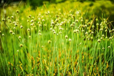 Quali sono i diversi tipi di arbusti?