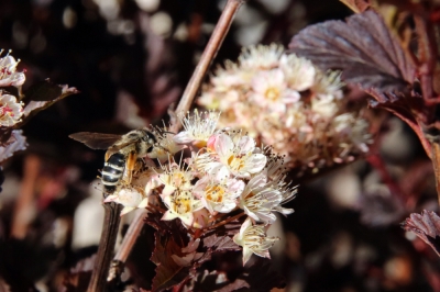 Questi arbusti attirano gli insetti nel giardino