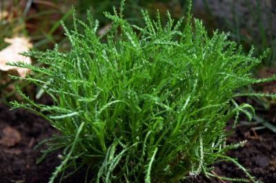 Basilico arbustivo - i suoi fiori sono anche commestibili?