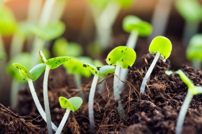 Basilico arbustivo - Due modi facili per coltivare nuove piante