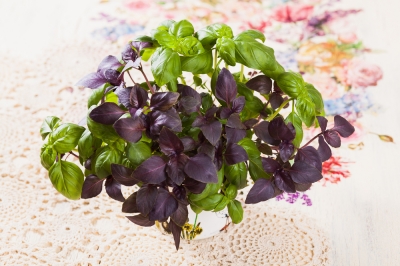 Basilico arbustivo - l'erba aromatica è resistente?