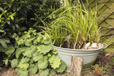 Le piante grasse sono tutte velenose?