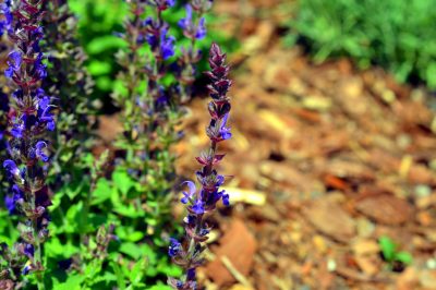 Ottobre: Tempo di sverniciare il laghetto da giardino