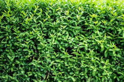 Le malattie sono piuttosto rare in Thuja Brabant