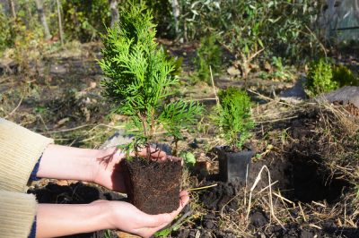 La corretta distanza di piantagione nella siepe di Thuja Brabant