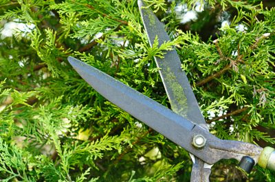 Quando e come potare Thuja Brabant?