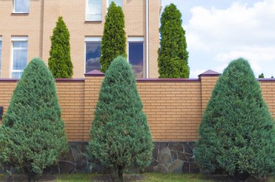 La crescita di Thuja Brabant