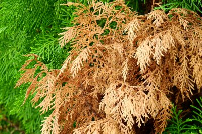 Thuja Brabant diventa marrone - cause e rimedi