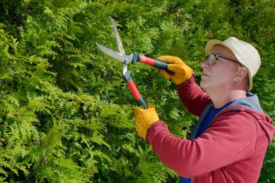 Thuja hedge troppo largo - Come salvarlo?