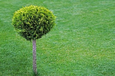 Thuja als Hochstamm schneiden