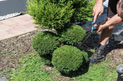 Thuja in Form schneiden und Tricks