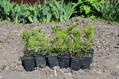 Lo smeraldo di Thuja ha bisogno di una maggiore distanza di impianto