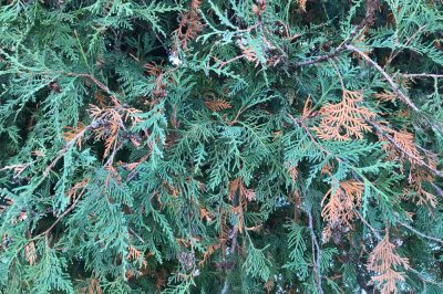 Quanto è veloce la crescita dello smeraldo di Thuja?