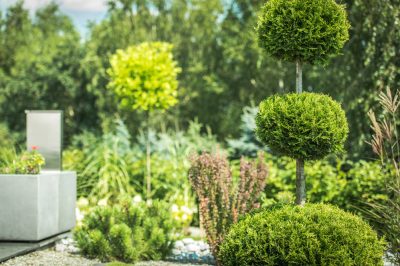 La giusta posizione per Thuja