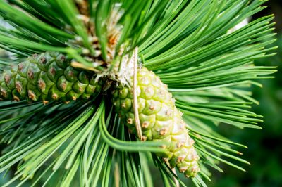 La thuja si propaga per talea