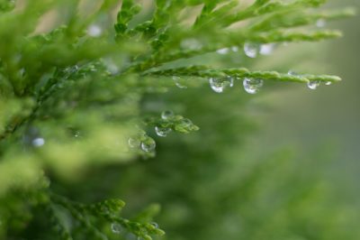 Thuja non tollera troppa acqua!