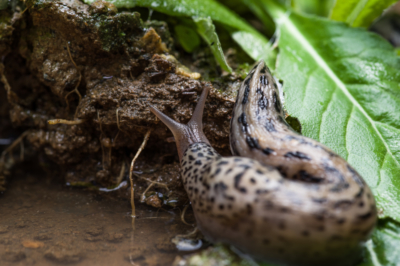 L'utile lumaca tigre (tiger slug)