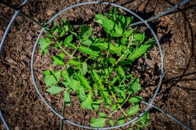 Quando piantare i pomodori nel compost