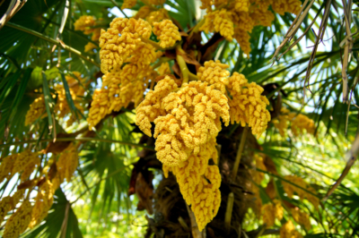 Trachycarpus fortunei - tutto sul fiore giallo