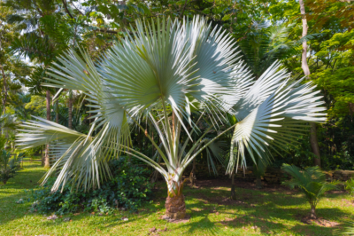 Fertilizzare il Trachycarpus fortunei - ecco come ne ha bisogno