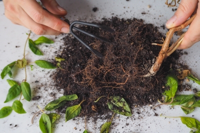 La foto del moscerino dei funghi