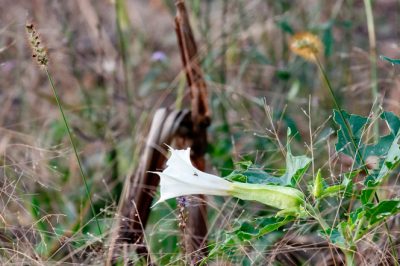 Fiore di tromba - questa è la cura di cui ha bisogno la pianta rampicante