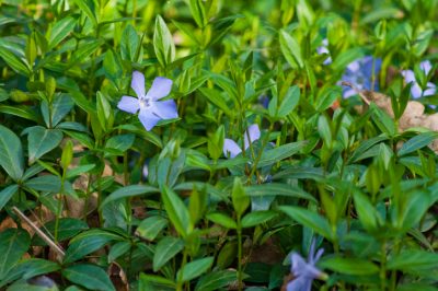 La potatura dei fiori di tromba - come farla