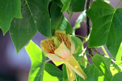 L'albero dei tulipani - una scheda informativa