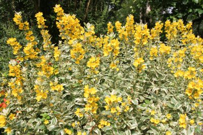 Quanto diventa grande un albero di tulipani?