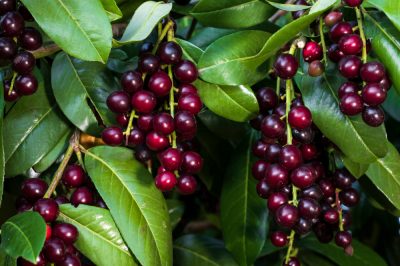 Le piante ripariali sul laghetto da giardino interiorizzano la vicinanza alla natura
