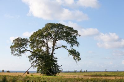 L'olmo: un albero ricco di specie