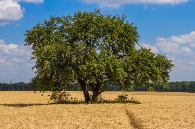 L'olmo in un profilo