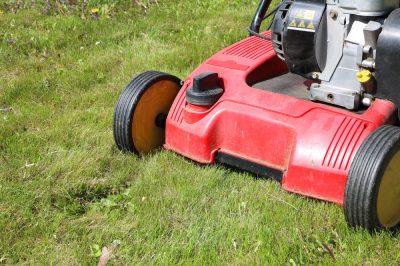 Eliminare gli insetti in giardino - le migliori strategie senza veleno