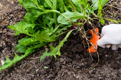 Suggerimenti e trucchi su come rimuovere efficacemente le erbacce