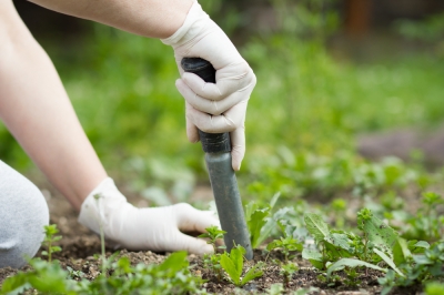 Sei consigli su come controllare con successo le erbacce in giardino