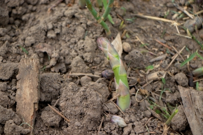 Qual è la differenza tra asparagi verdi e bianchi?