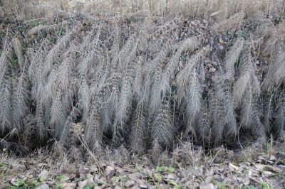 Le migliori coperture del terreno per il tuo giardino anteriore per tutte le località