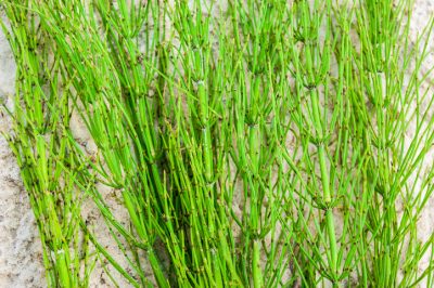 Le migliori piante per la siepe del tuo giardino anteriore - 8 arbusti consigliati