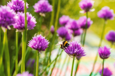 Queste piante abbelliranno il tuo giardino anteriore per tutte le località