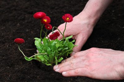 Low Maintenance Front Garden & Replanting Ideas