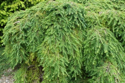 Belli arbusti per il giardino anteriore - piccoli nella crescita - grandi nell'effetto