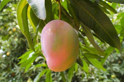 Questa è la posizione preferita dal ginepro