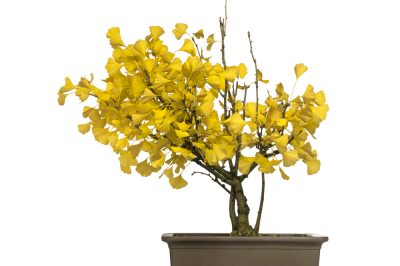 Le tre leggi della crescita negli alberi decidui