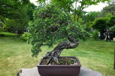 Il pino silvestre in forma di bonsai - Consigli per la cura e altro
